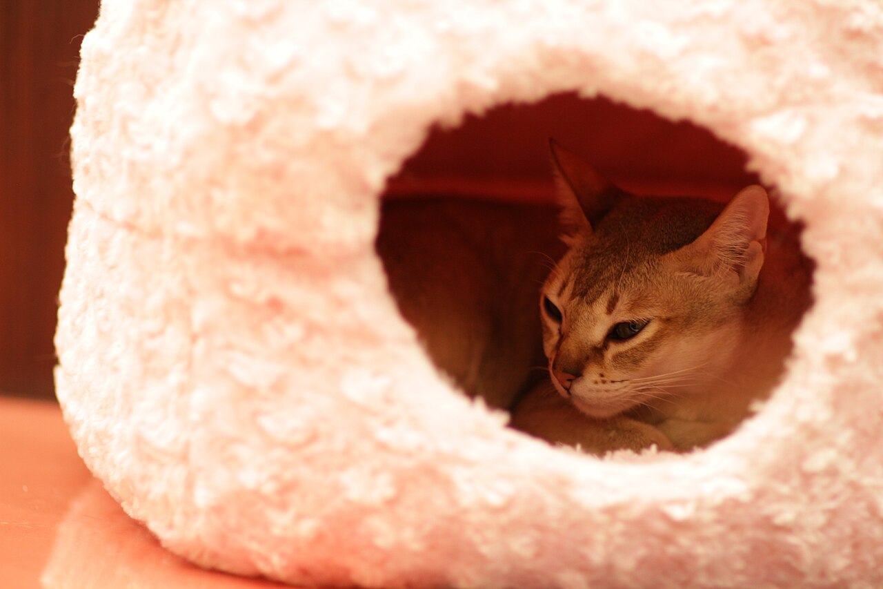 A small brown cat peeking through the opening of a plush cat bed.
