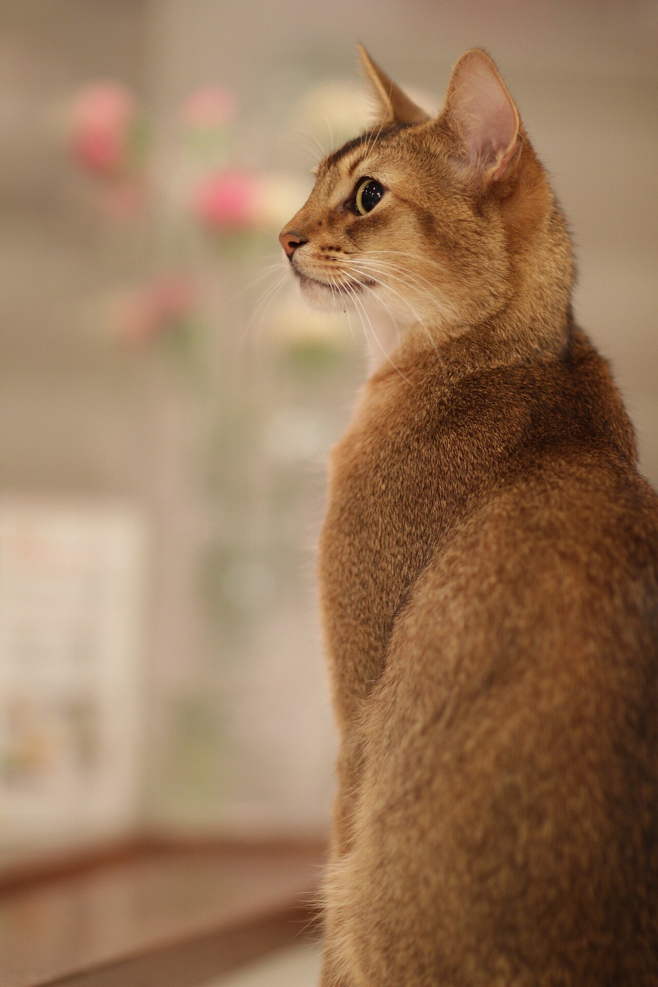 A golden-brown cat sitting upright in profile with a softly blurred background.