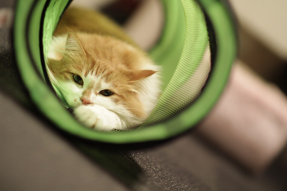 A fluffy orange-and-white cat peeking out of a green fabric tunnel.