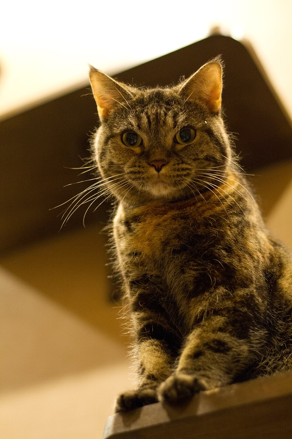 A brown tabby looking down toward the camera from the edge of a high perch.