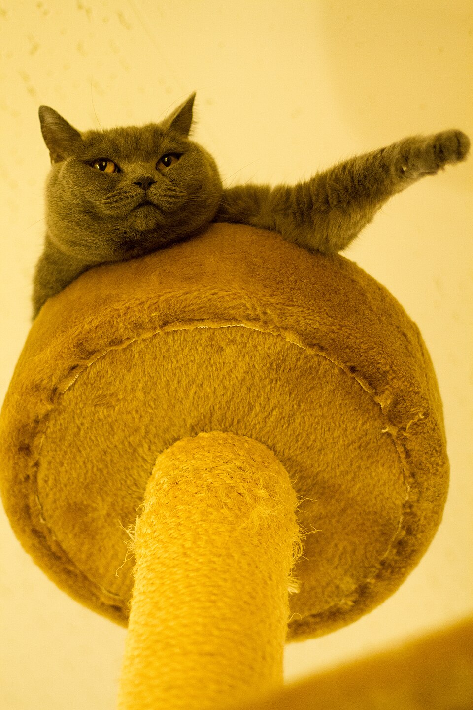 A gray cat lounging at the top of a tall scratching post with one paw stretched out.