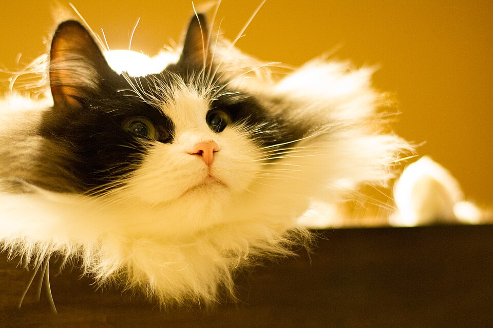 A fluffy black-and-white cat resting its chin on a ledge in warm light.