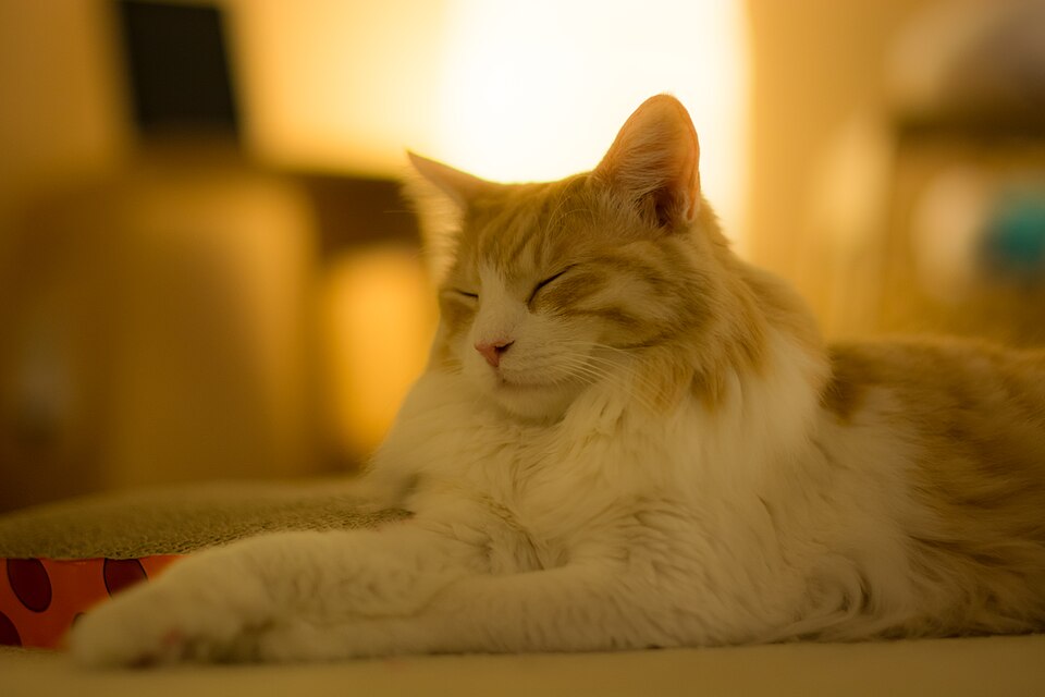 An orange-and-white longhaired cat relaxing in warm window light.