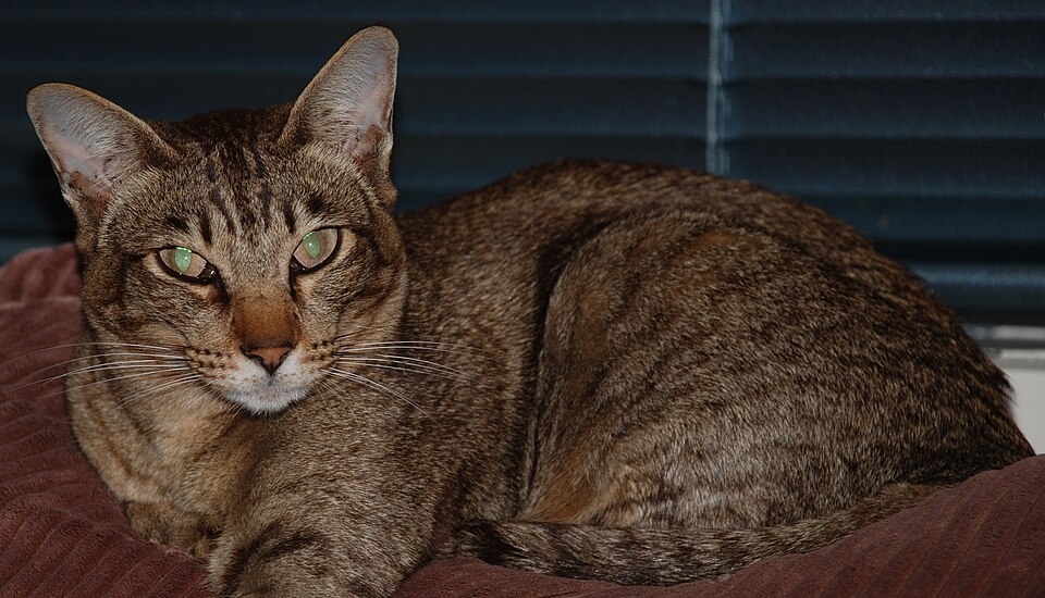 A brown tabby with large ears reclining in front of dark window blinds.