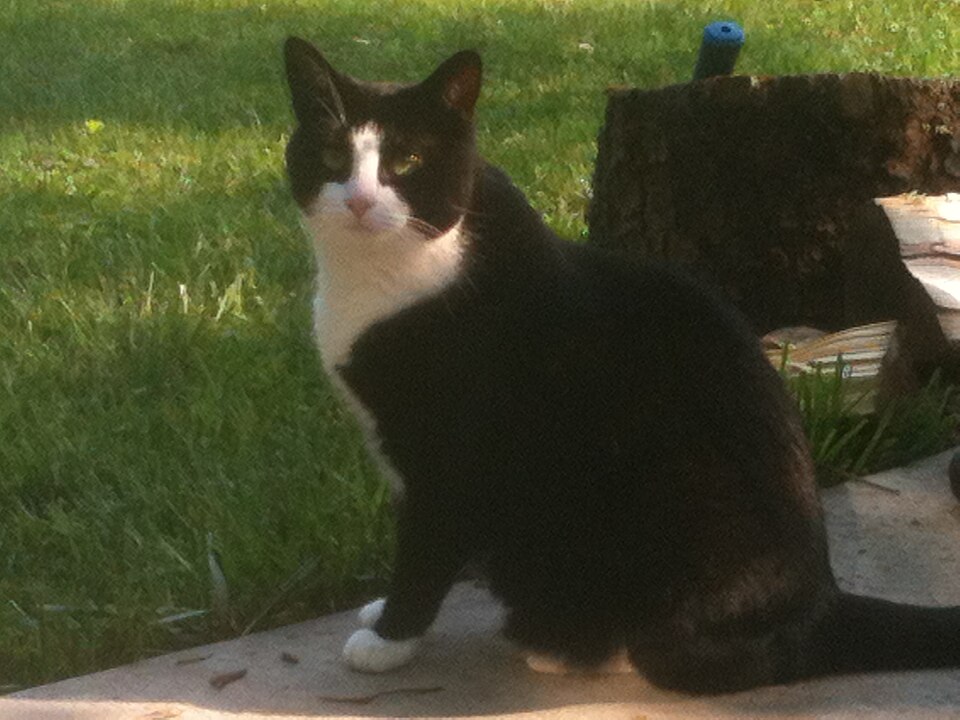 A black cat with a white chest and paws sitting beside a garden lawn.