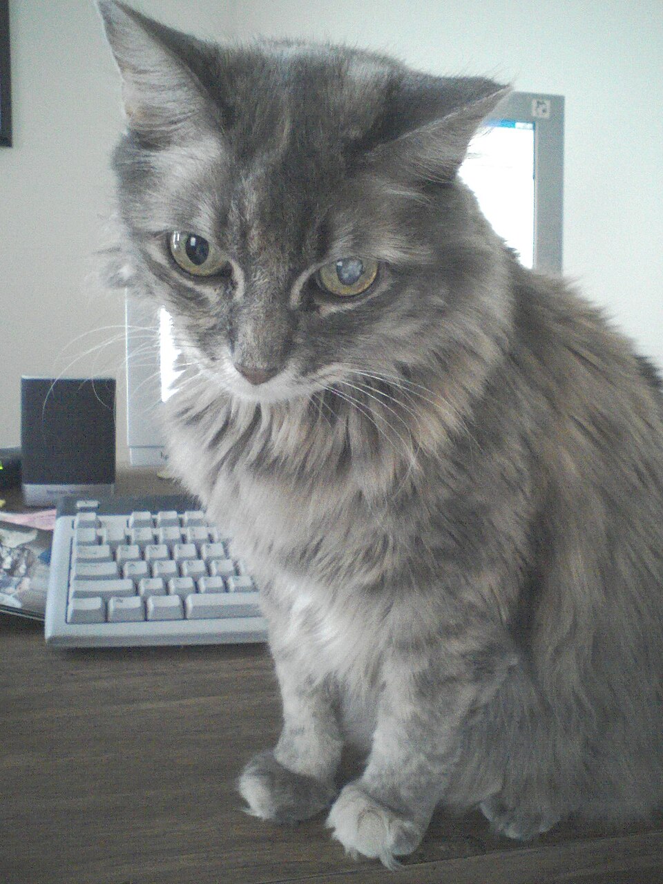 A fluffy gray tabby with a white chest sitting beside a computer keyboard.