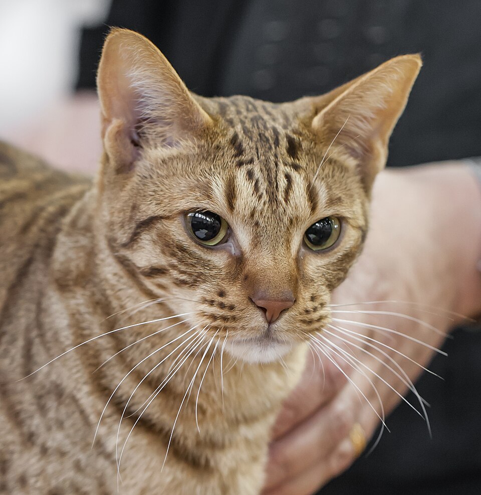 A spotted brown cat with large ears and green eyes being held at a show.