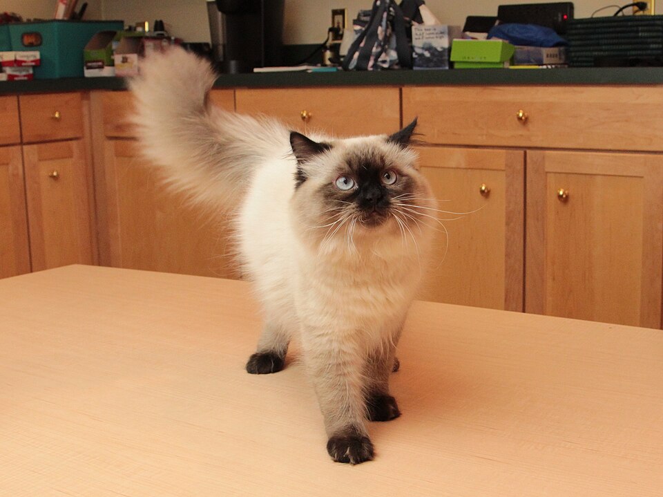 A fluffy seal-point kitten standing on a kitchen counter.