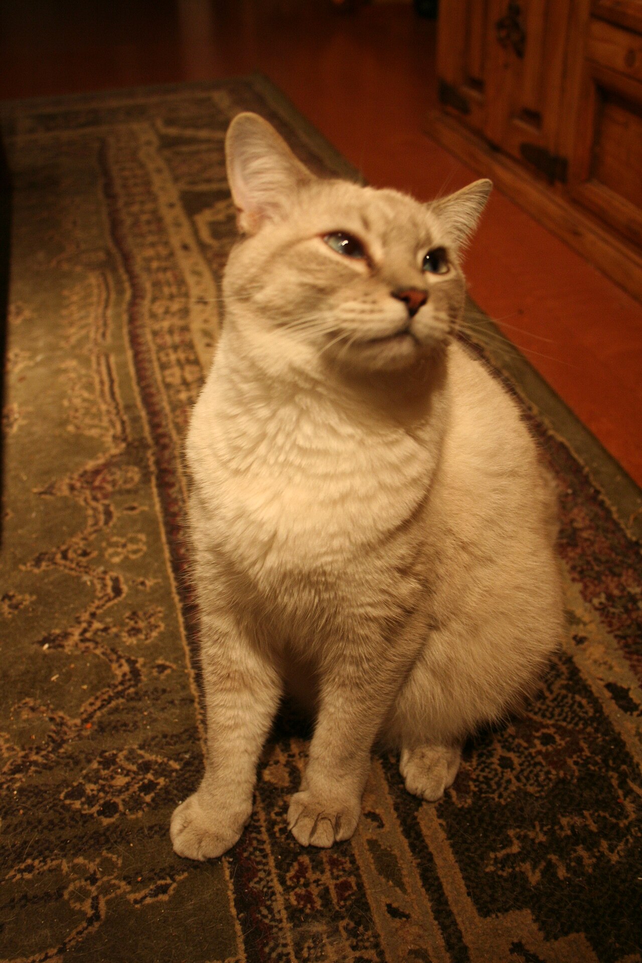 A cream-colored cat with darker ears sitting on a patterned rug and looking up.