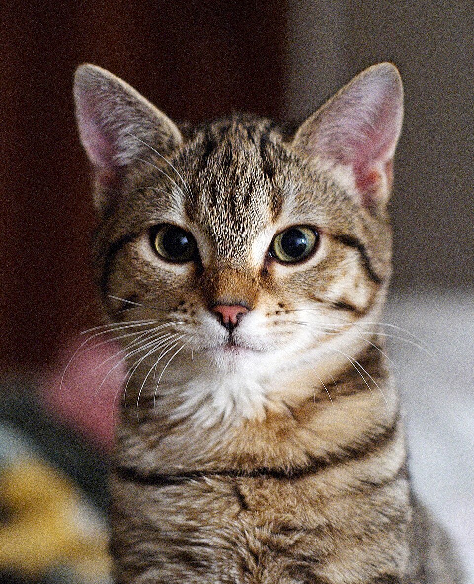 Portrait of a brown tabby kitten with a pale chin and large upright ears.