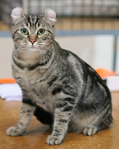 A brown tabby with curled ears sitting upright on a pale show table.