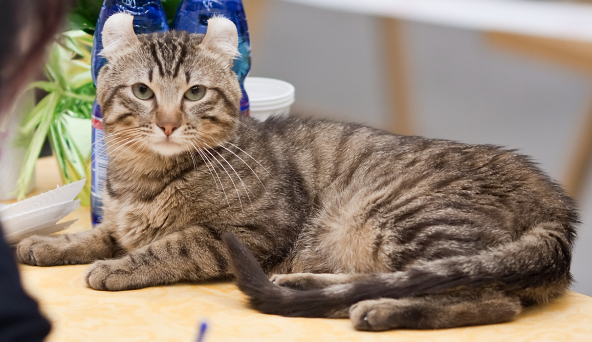 A brown tabby with curled ears reclining on a pale table.