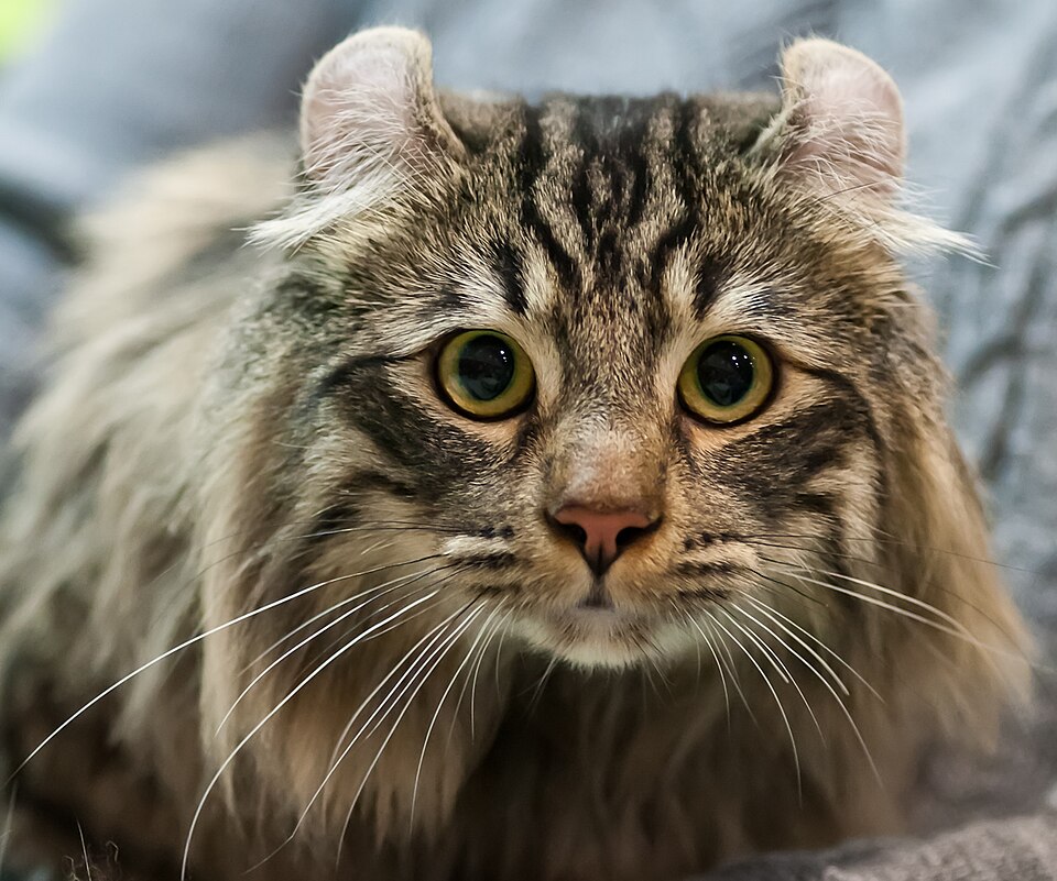 A fluffy brown tabby with curled ears and round green eyes.