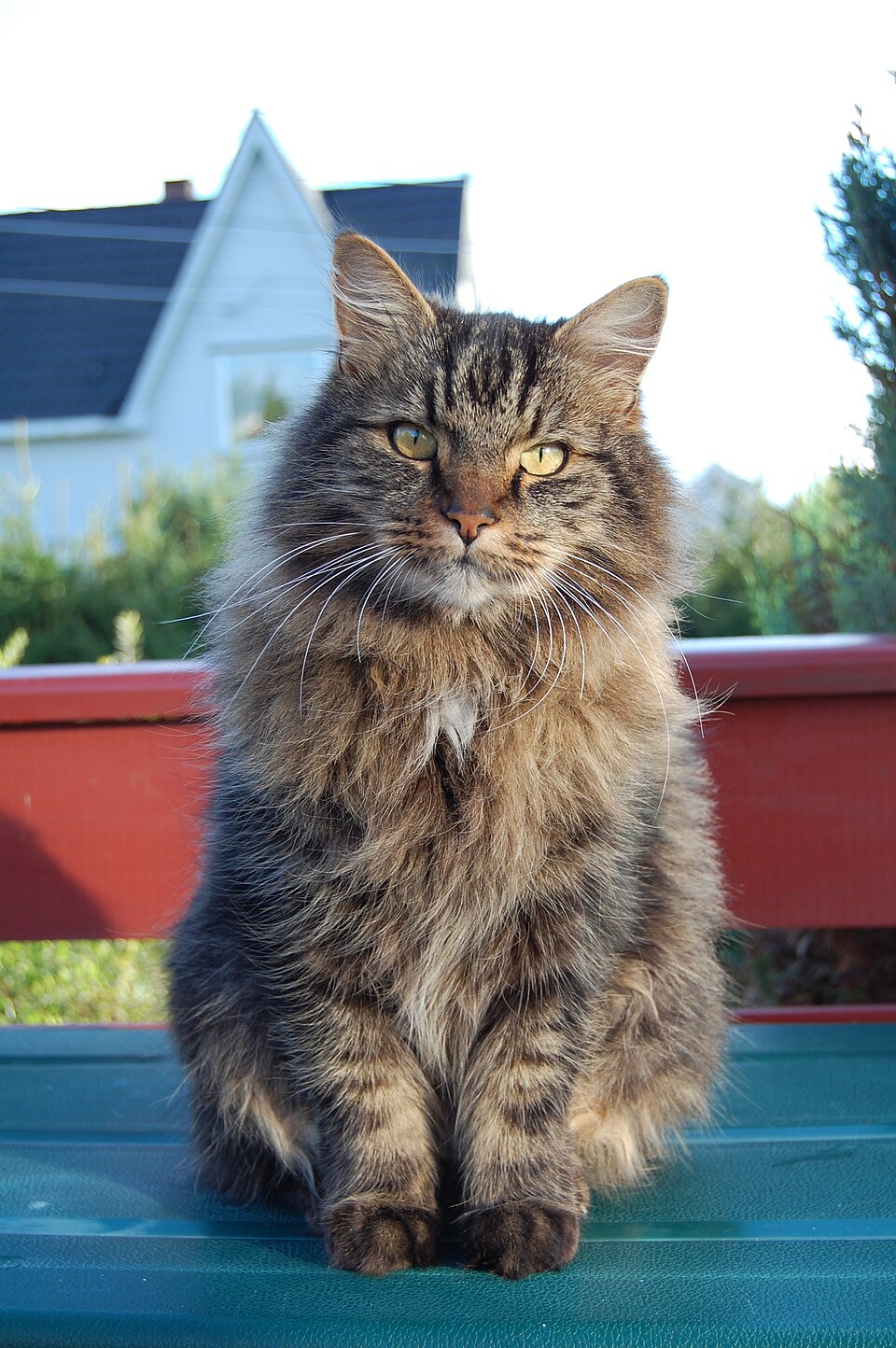 A shaggy brown tabby sitting upright on a blue outdoor table.