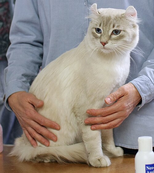 A pale fluffy cat with curled ears being held upright on a show table.