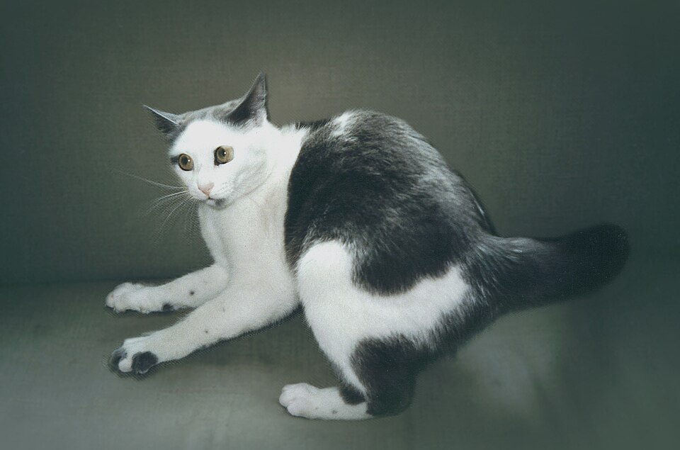 A black-and-white cat turning toward the camera on a gray surface.
