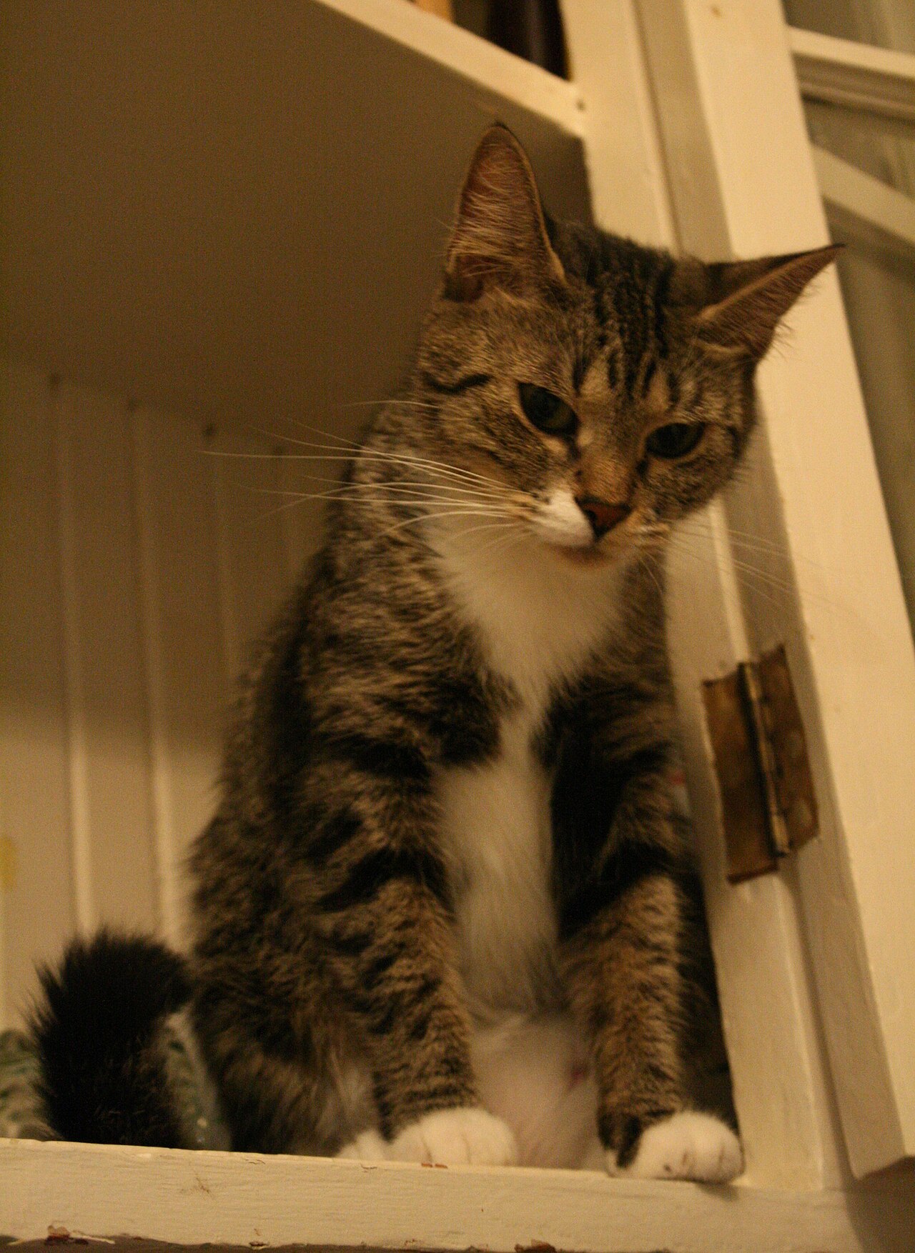 A gray-and-white tabby sitting inside an open kitchen cupboard.