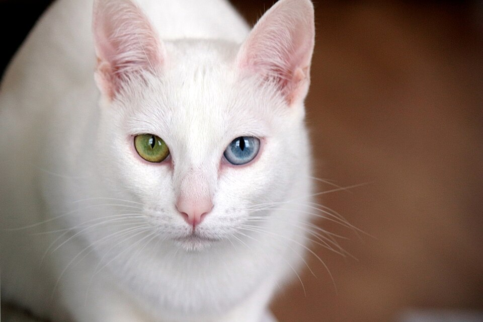 A white cat with pink ears and differently colored eyes looking at the camera.