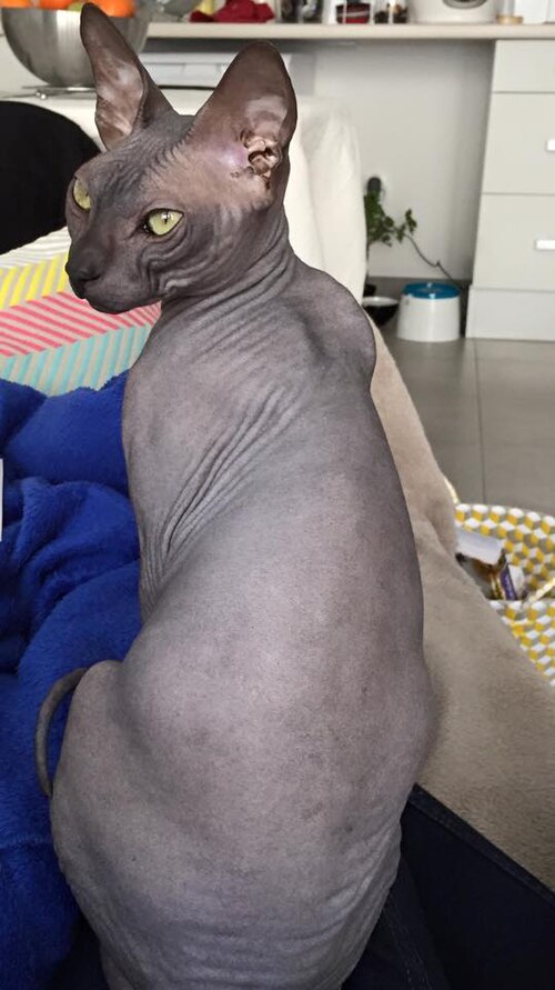 A gray hairless cat sitting upright and looking back over its shoulder.