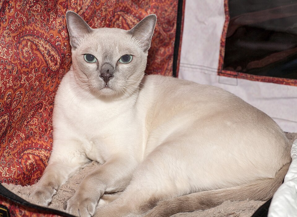 A pale short-haired cat with gray ears reclining on patterned cushions.