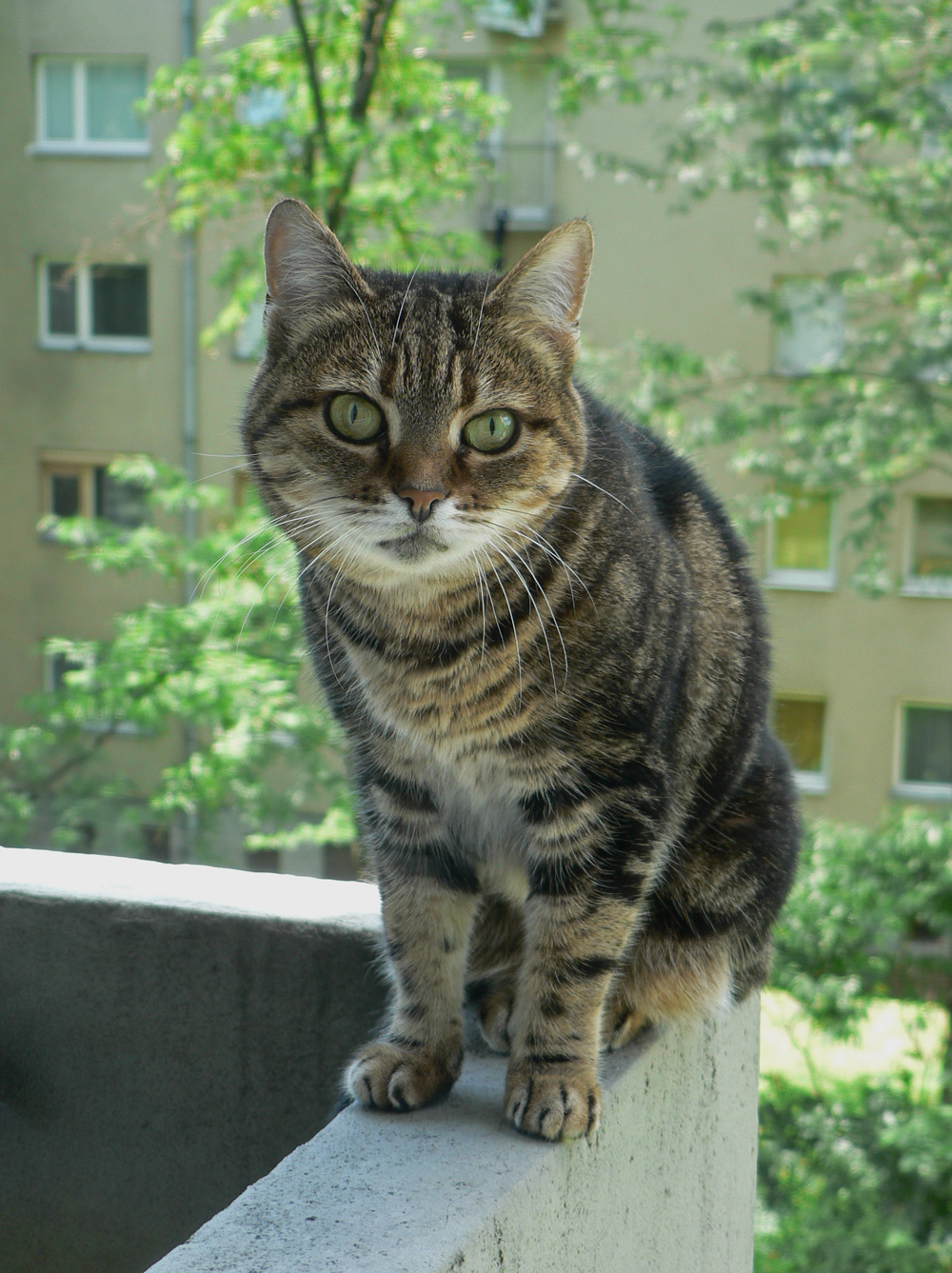 A brown tabby with a pale chin sitting on an outdoor ledge.