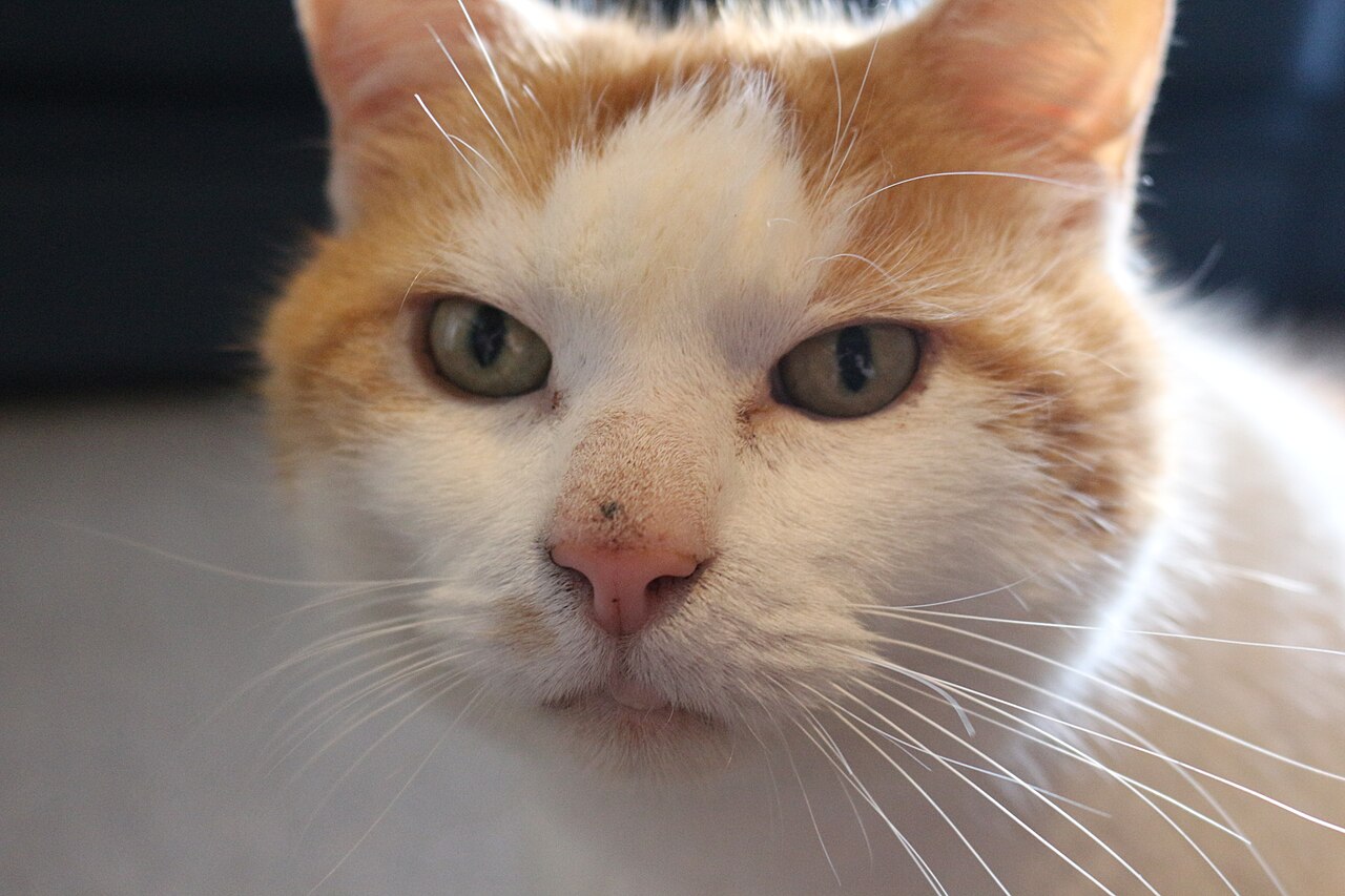 Close-up of an orange-and-white cat with a pink nose and pale eyes.