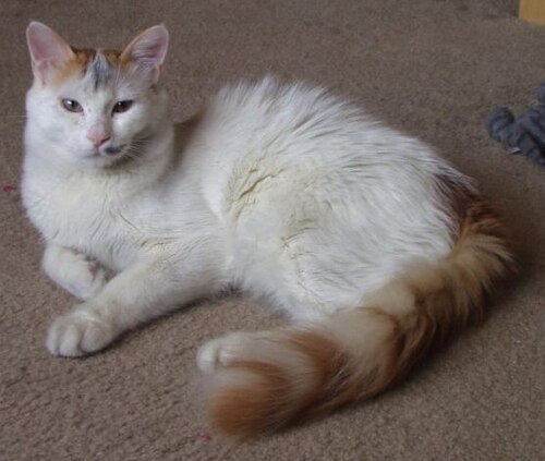 A mostly white cat with an orange tail reclining on a carpet.