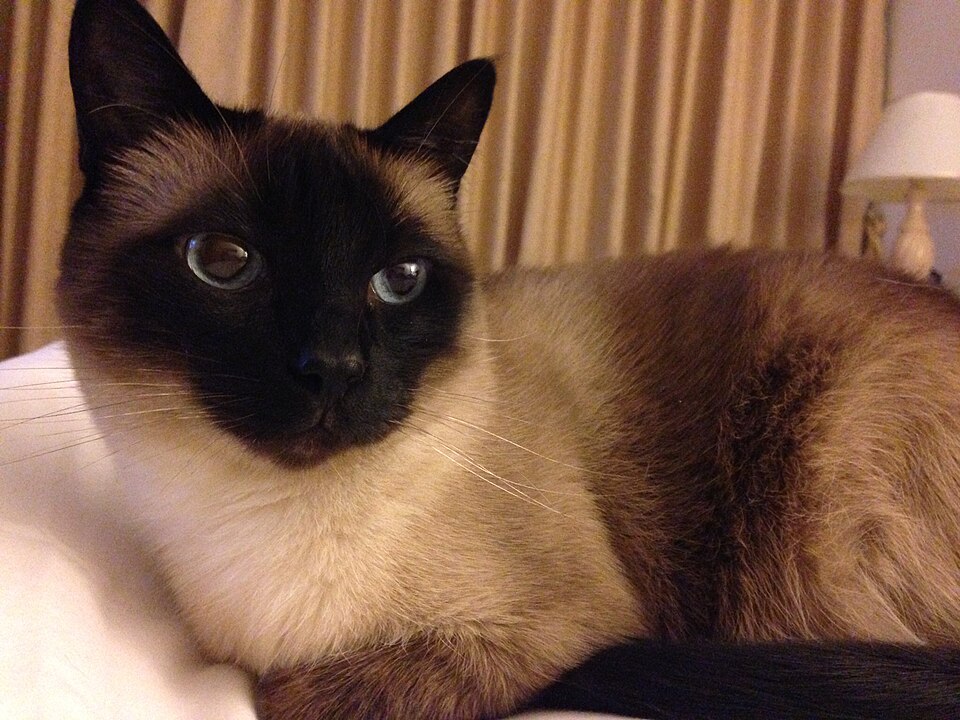 A seal-point cat with dark ears resting in front of patterned curtains.