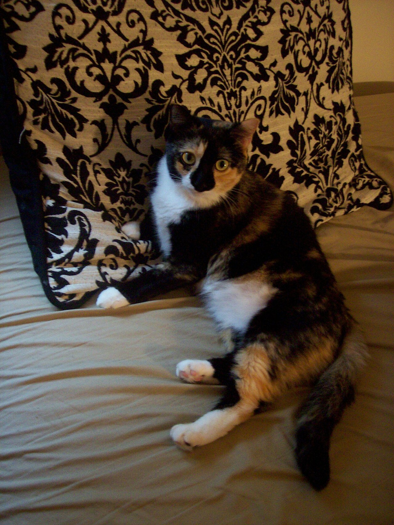 A black, orange and white cat sitting on a bed beside patterned fabric.
