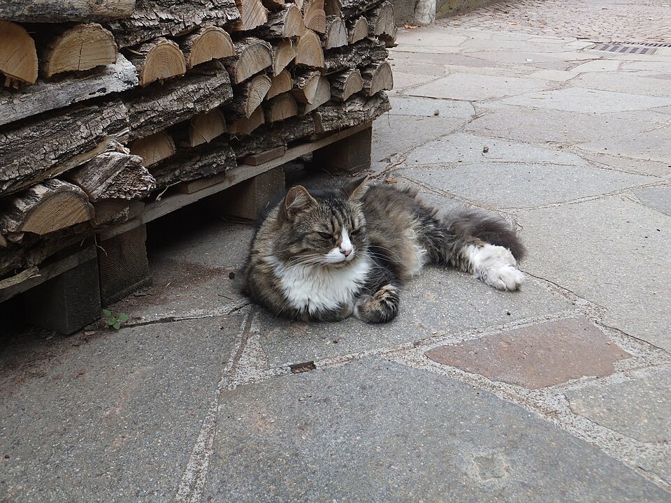 A fluffy brown-and-white cat resting on paving stones beside stacked firewood.