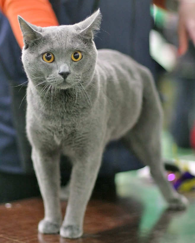 A slate-gray cat with amber eyes standing on a show table.