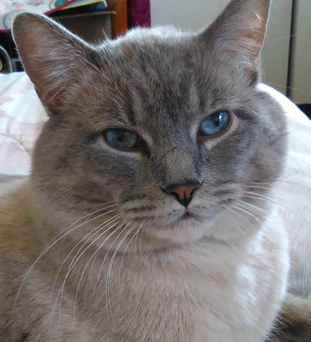 Close-up of a round-faced gray-point cat with blue eyes.