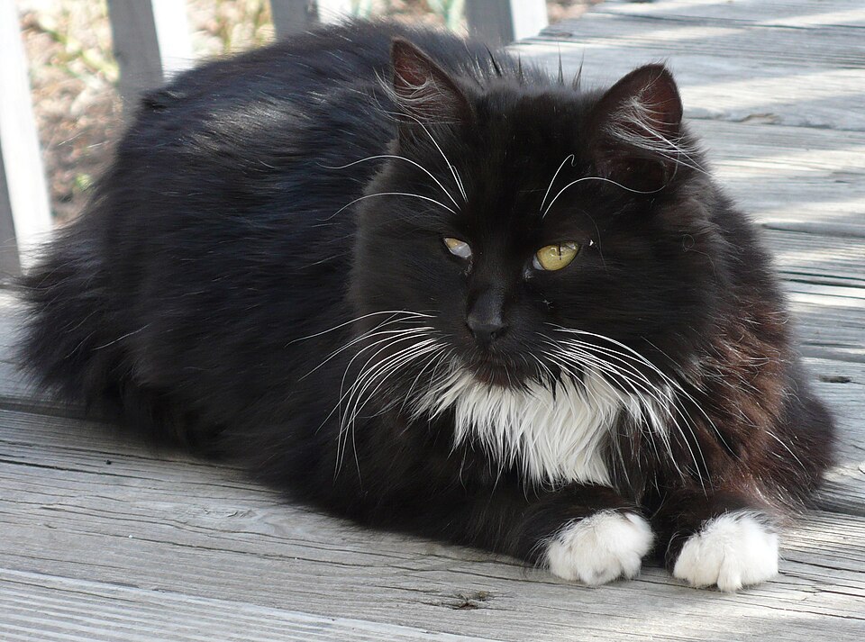 A fluffy black cat with a white chest and paws resting on a wooden deck.