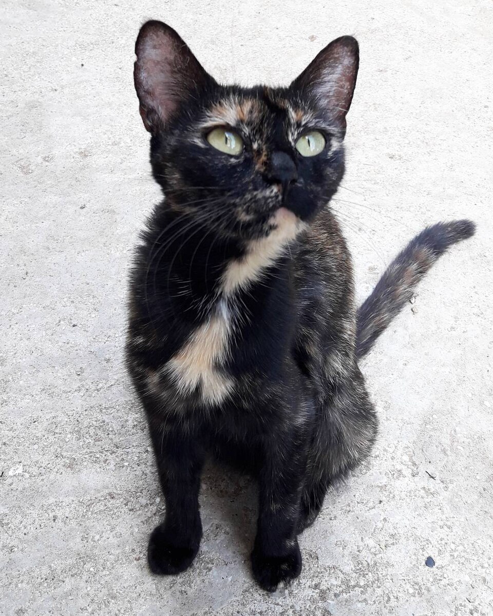 A tortoiseshell kitten with a cream chest marking sitting on a pale rug.