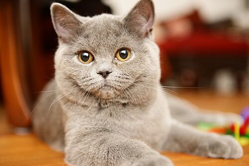 A round-faced gray kitten with amber eyes resting its paws on a table.
