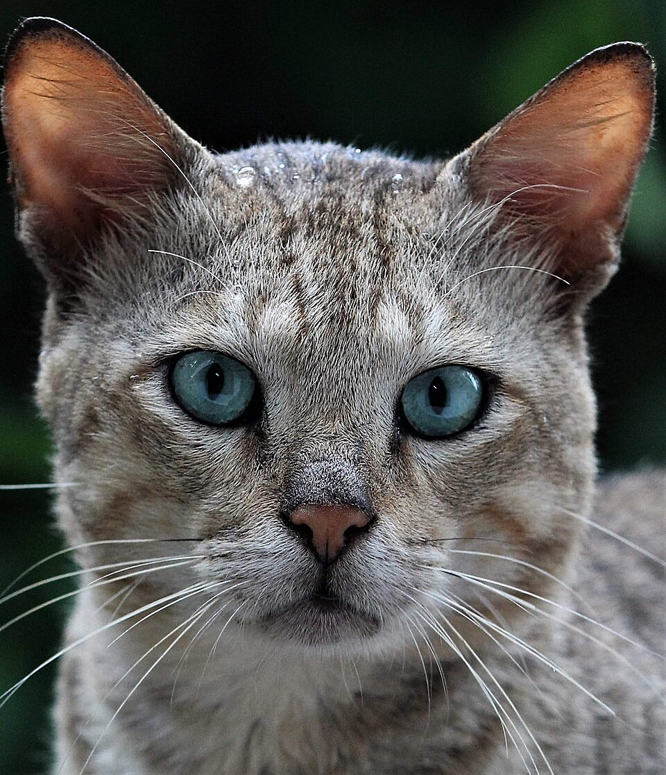 Close-up of a gray spotted cat with large ears and blue eyes.