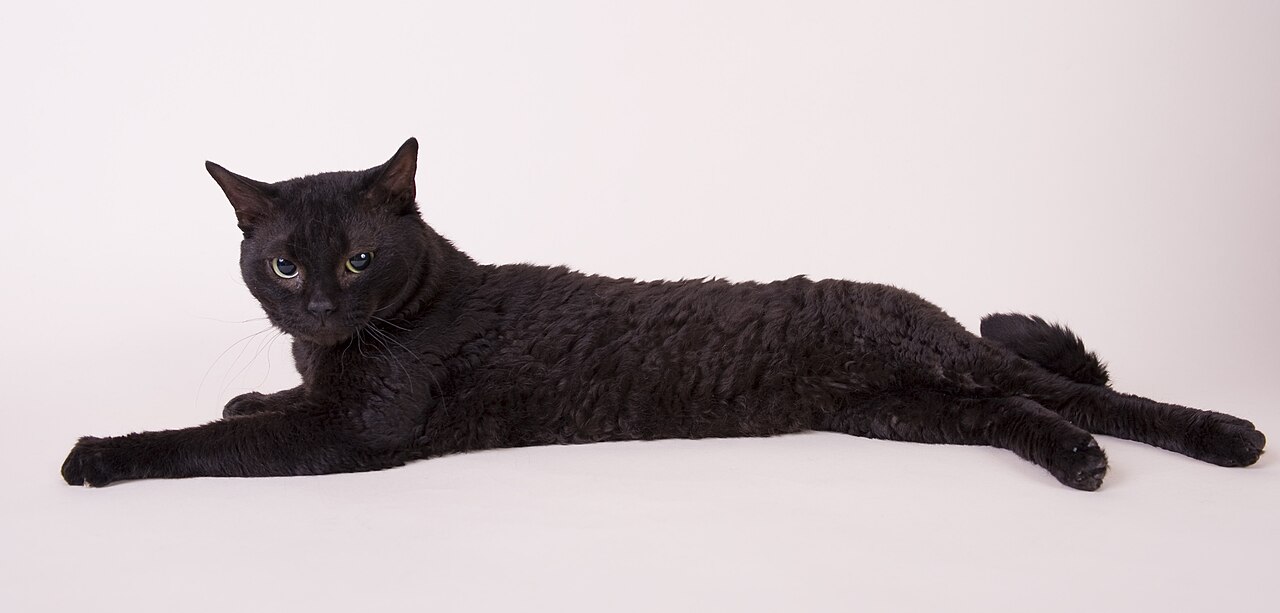 A black cat with a wavy coat lying stretched out against a pale background.