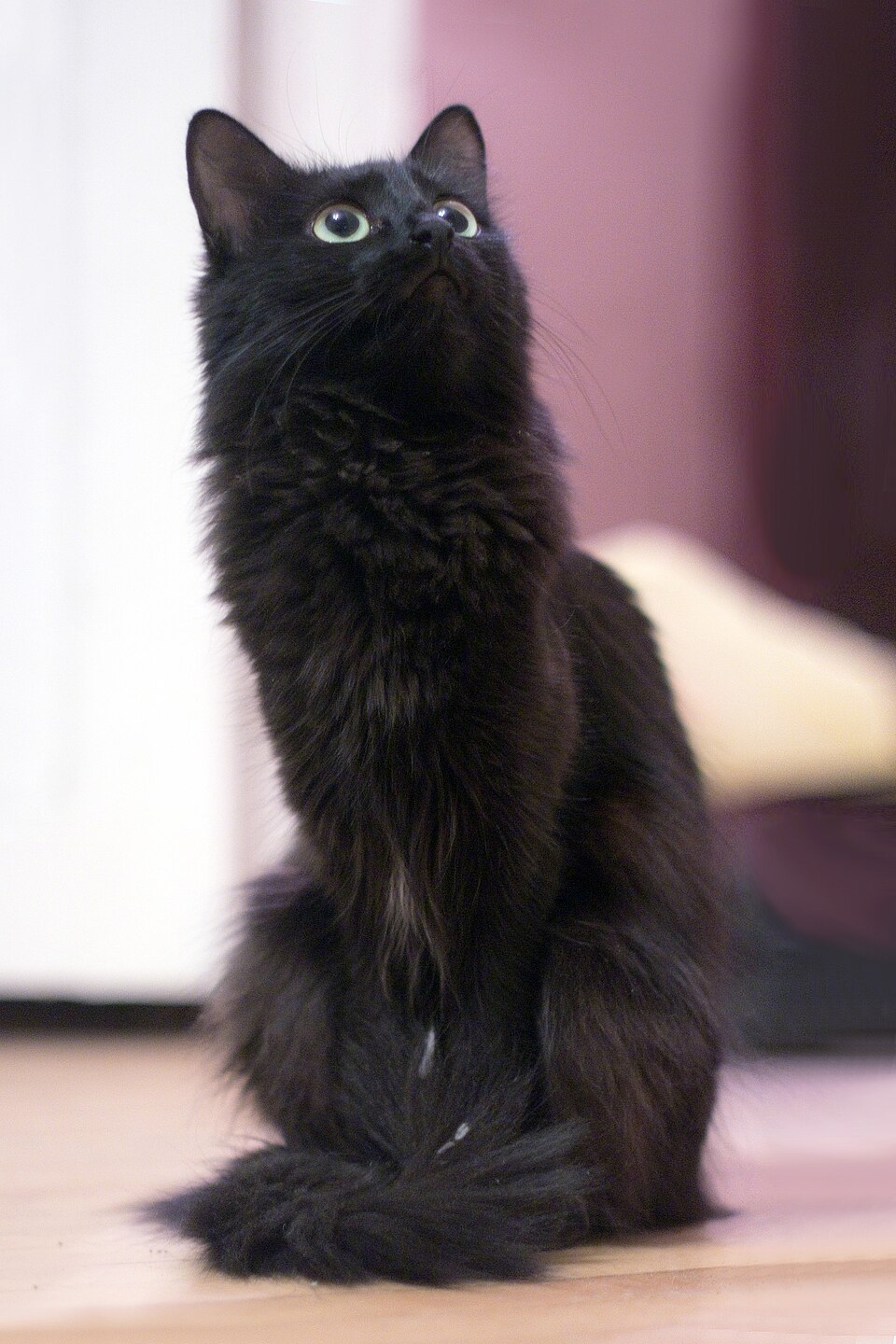 A long-haired black cat with bright eyes sitting on a light surface.