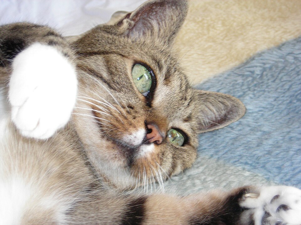 A tabby-and-white cat lying on patterned bedding with a paw raised.