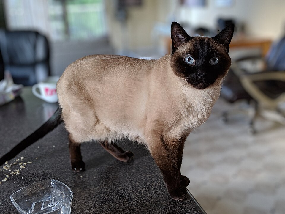 A seal-point cat with blue eyes standing on a dark tabletop.