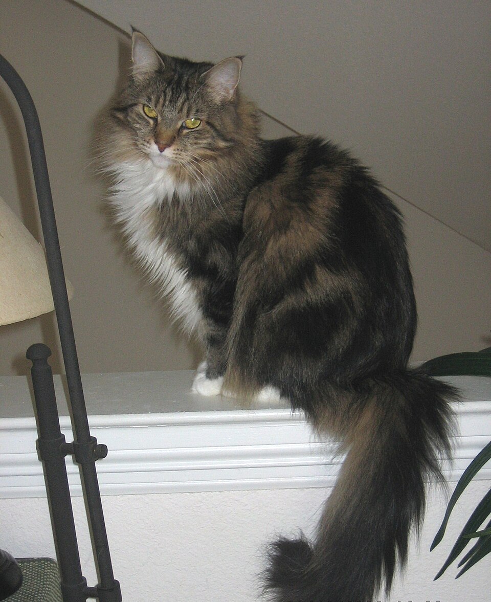 A fluffy brown tabby with a white chest perched on a mantelpiece.