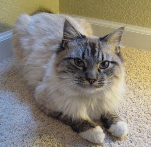 A fluffy pale cat with dark striped ears resting on a carpet.