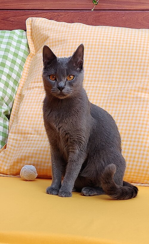 A gray cat with amber eyes sitting on a yellow cushion against checked pillows.