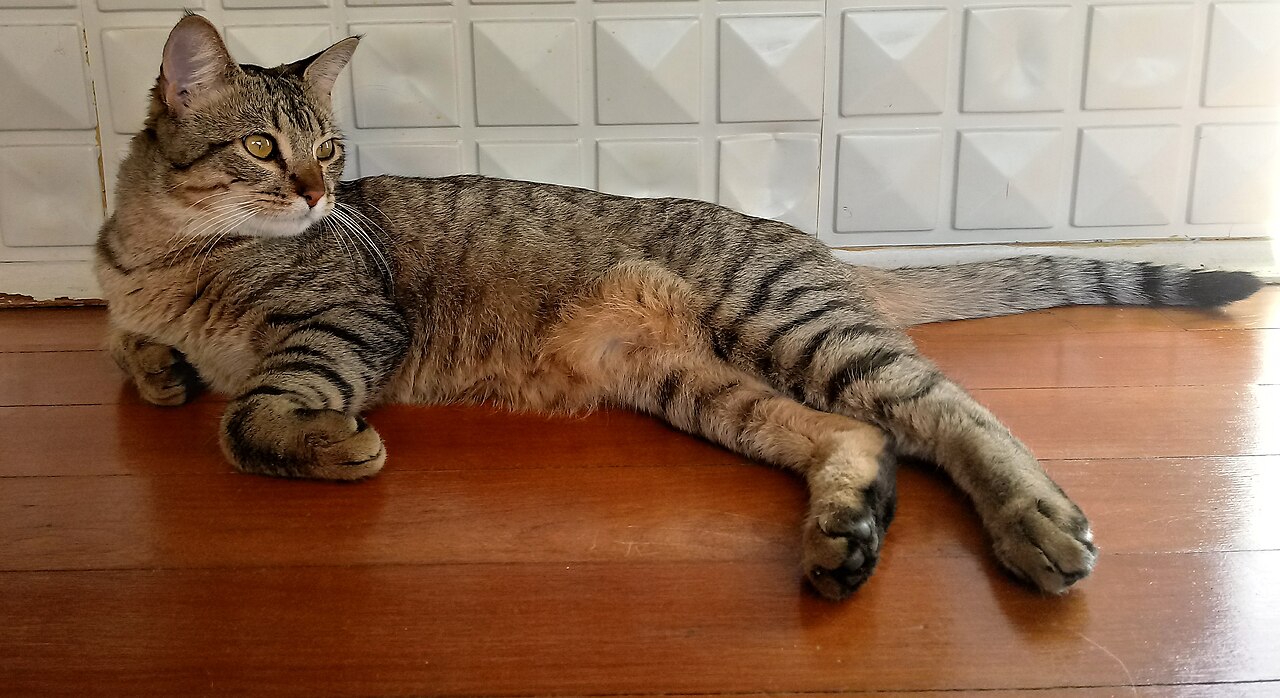 A brown tabby stretched out on a wooden floor beside a white tiled wall.
