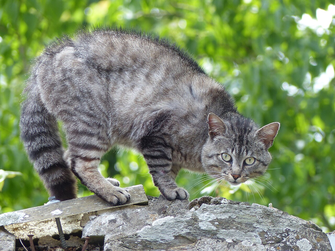 A gray tabby with an arched back standing on a stone wall among green leaves.