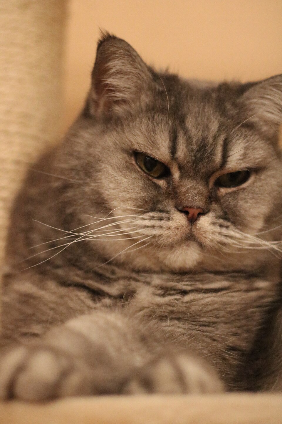 A long-haired silver tabby resting with a serious expression.