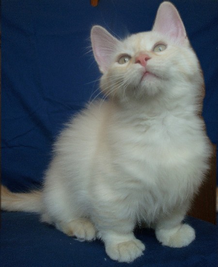 A fluffy pale cat sitting against a dark blue background and looking upward.