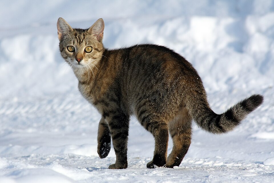 A brown tabby standing in bright snow and looking back toward the camera.