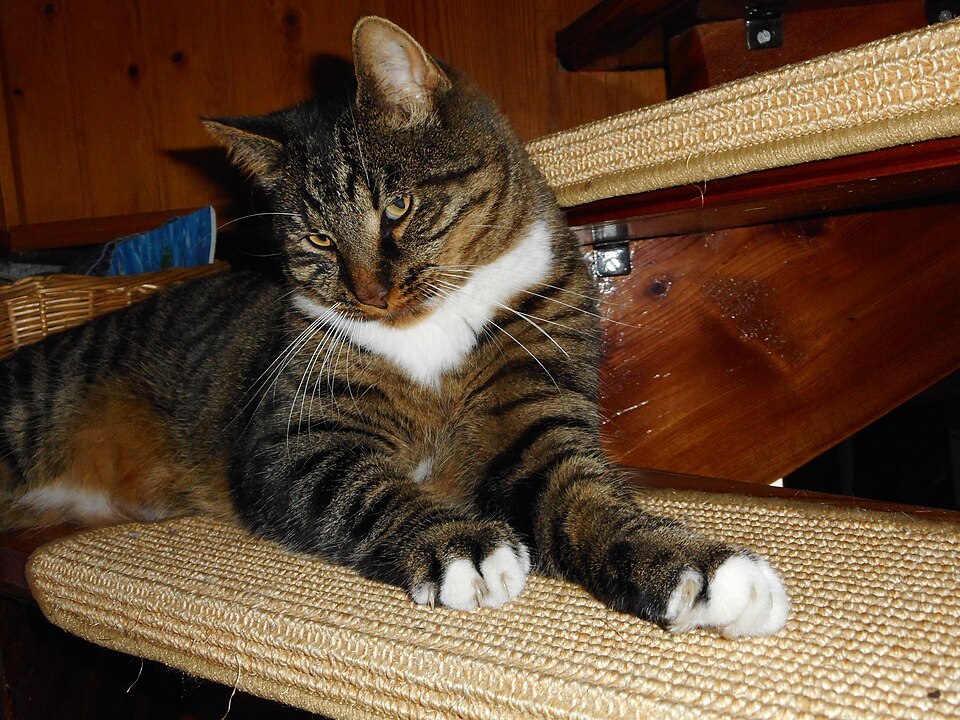 A brown tabby with a white chest and paws reclining on a stair.