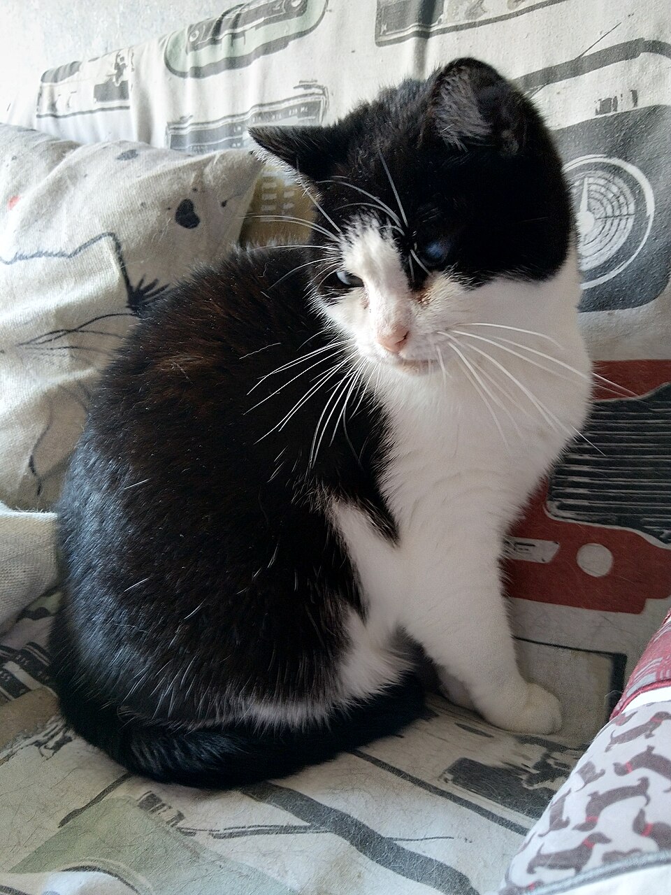 A black-and-white cat sitting on a patterned sofa with its head turned to the side.